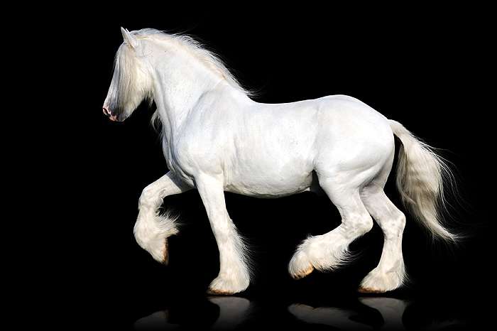 Шайр (фото), порода лошадей, предки использование выведение история, мастьокрас вес рост высота, экстерьер телосложение самые крупные большие лошадив мире, породы лошадей