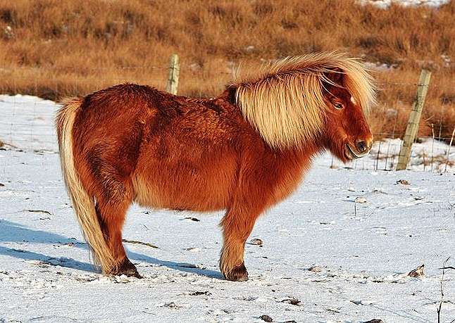 Шетландский (шотландский) пони, фото фотография лошади