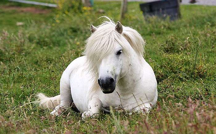 Шетландский пони, фото фотография лошади