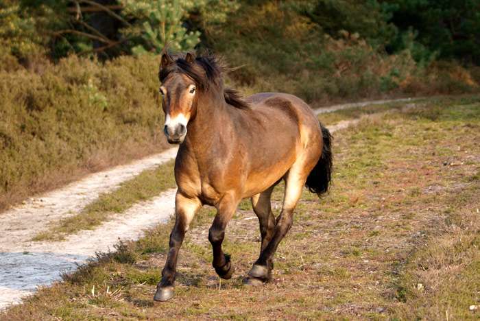 Эксмурский пони, фото фотография лошади