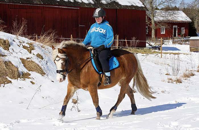 Эстонская лошадь (клеппер), фото фотография