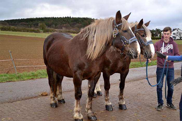 Южно-немецкая лошадь, фото фотография