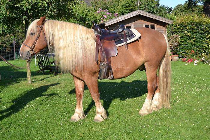 Южно-немецкая лошадь, фото фотография