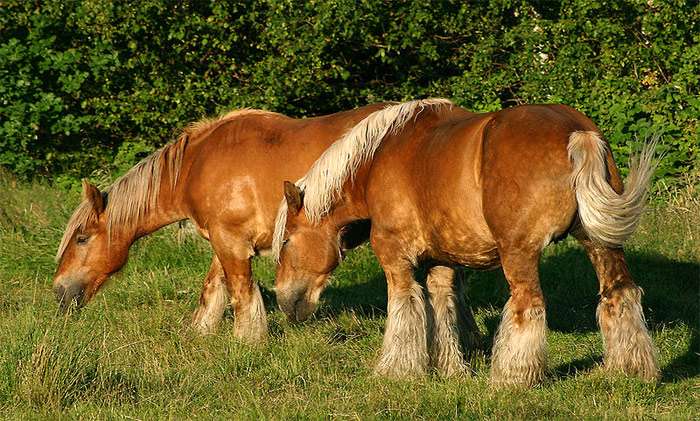 Ютландская лошадь (датская), фото фотография