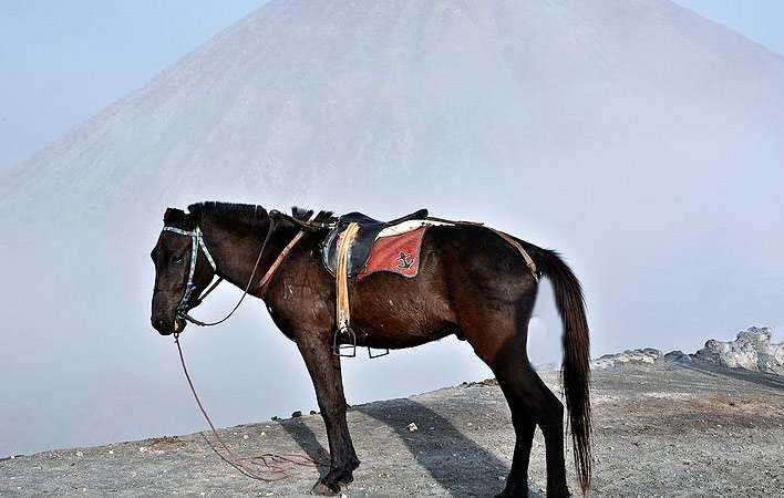 Яванский пони, фото фотография лошади