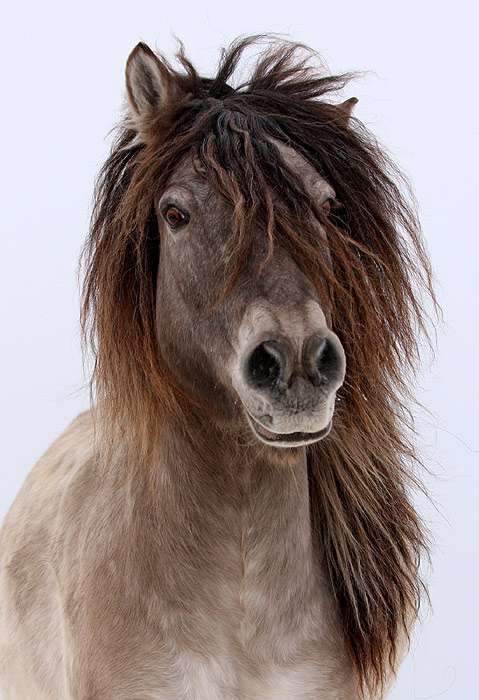 Якутская лошадь (фото), порода лошадей, история применение строениеэкстерьер тела рост вес высота масть окрас, использование темпераментхарактер, породы лошадей кони