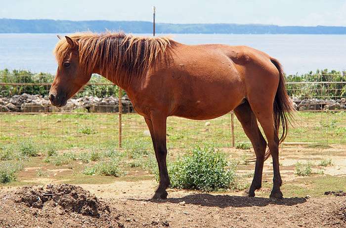Лошадь мияко (мияко-ума), фото фотография