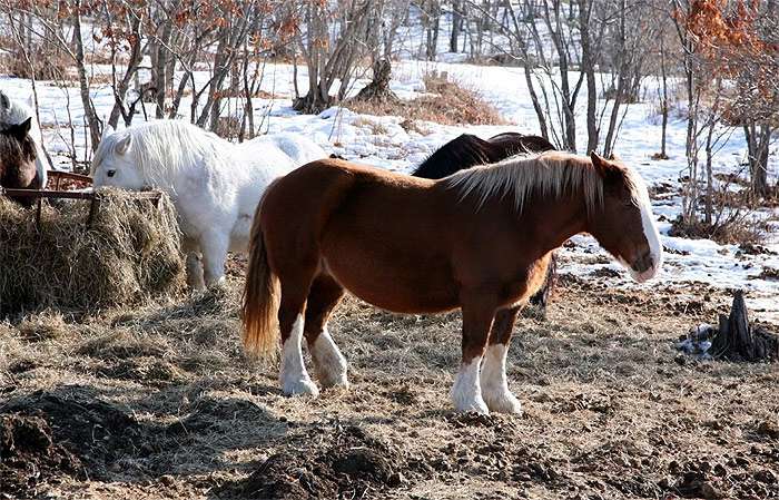 Хоккайдо пони, досанко, фото фотография лошади
