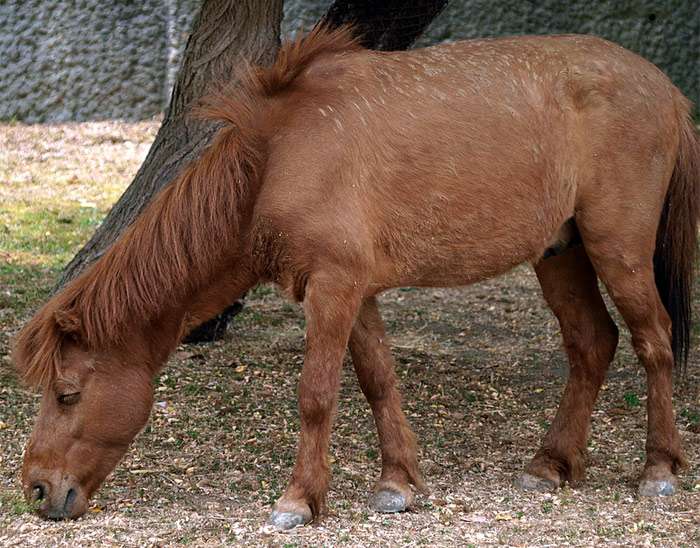 Нома пони (нома-ума), фото фотография лошади