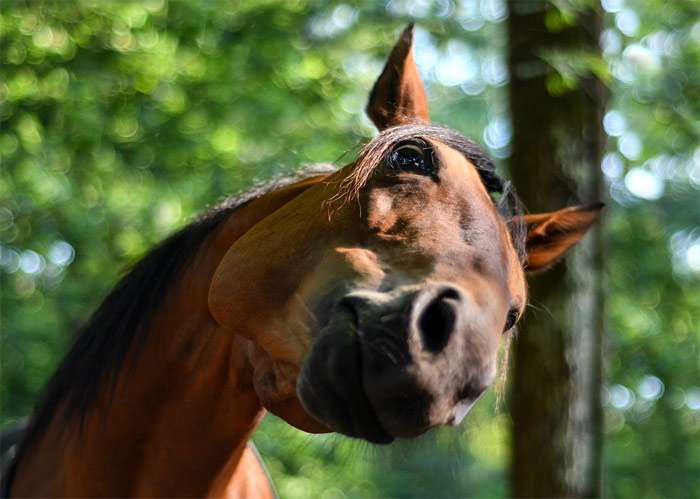 Любопытная лошадь, фото фотография