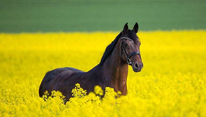 Лошадь пасется в поле с желтыми цветами, фото фотография