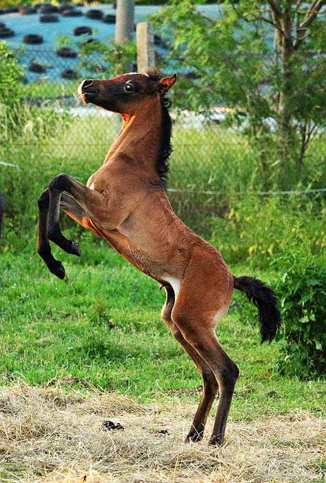 Игривый жеребенок арабской лошади, фото фотография