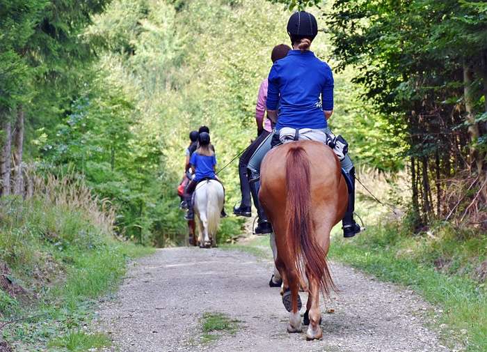 Группа всадников на лошадях едет по лесу, фото фотография