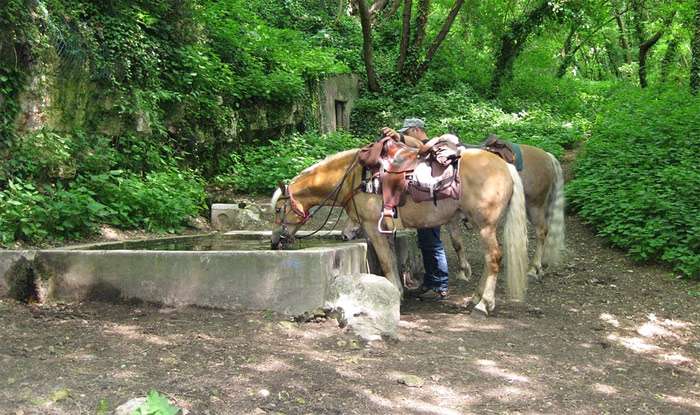 Лошади под вьюком пьют воду из колодца, фото фотография