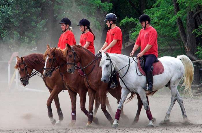 Тренинг верховых лошадей, выездка лошади, фото фотография
