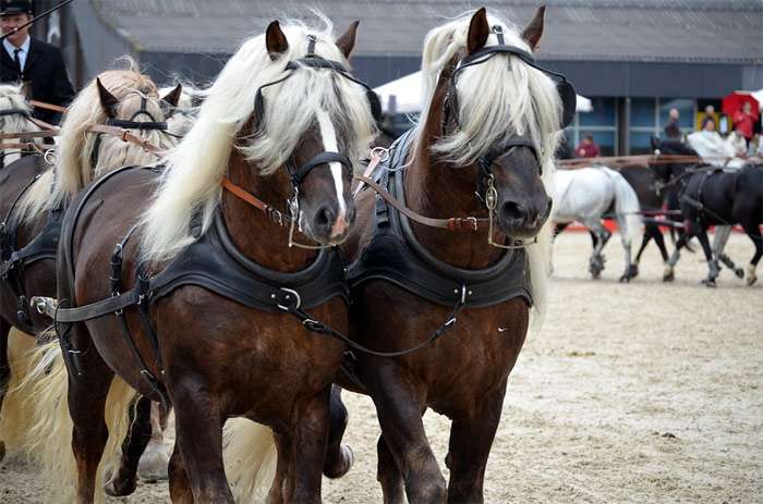 Четверка лошадей, запряженных в карету, фото фотография