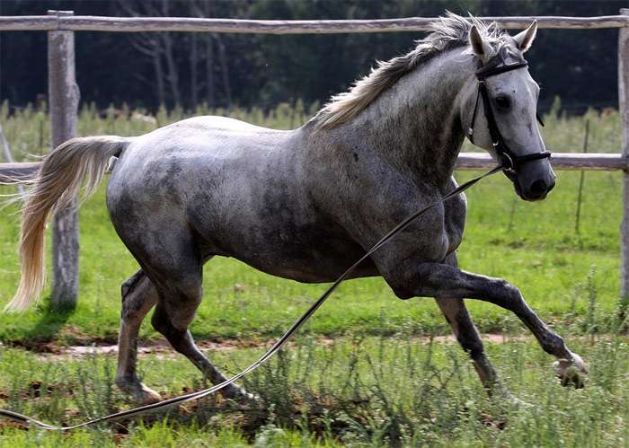 Белая арабская лошадь на корде, фото фотография