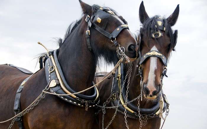 Две упряжных лошади, фото фотография