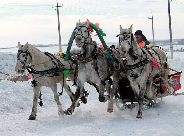 Тройка серых лошадей везет сани по снегу, фото фотография