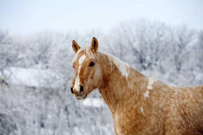 Лошадь на улице зимой, фото фотография