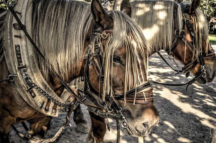 Две тягловые лошади в хомутах, фото фотография
