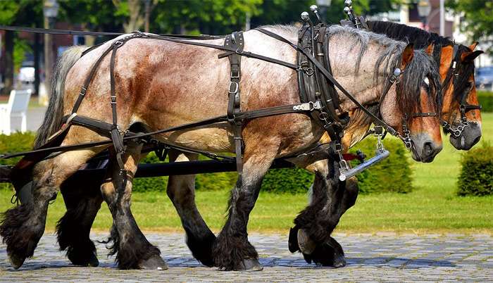 Две лошади тянут тяжелую телегу повозку, фото фотография