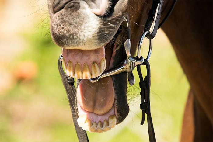 Лошадиные зубы, кусачая лошадь фото фотография