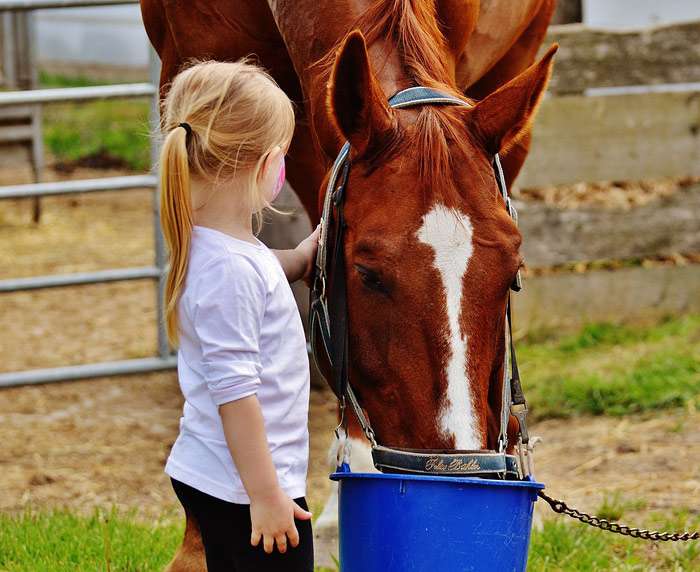 Лошадь пьет воду, а девочка ее гладит, поение лошадей, фото фотография