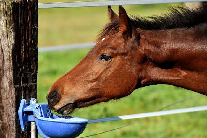 Подкормка кормление лошади, фото фотография