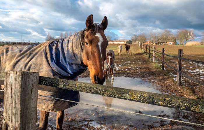Чистка шерсти шерстного покрова лошади, скребок, фото фотография