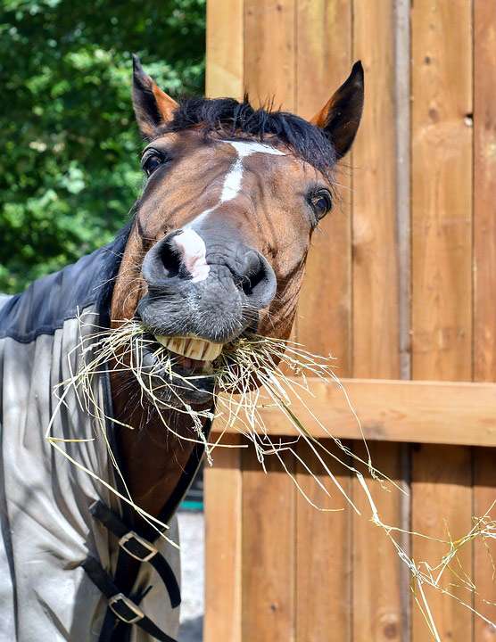 Довольная лошадь жует сено, фото фотография