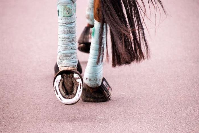 Бинты намотанные на ноги лошади, подковы, фото фотография