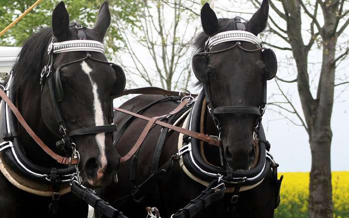 Две вороные лошади тянут телегу, фото фотография