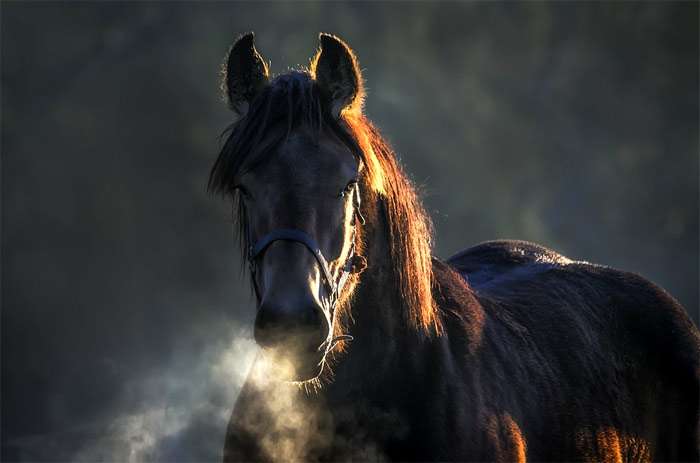 Фризская лошадь осенью, фото фотография