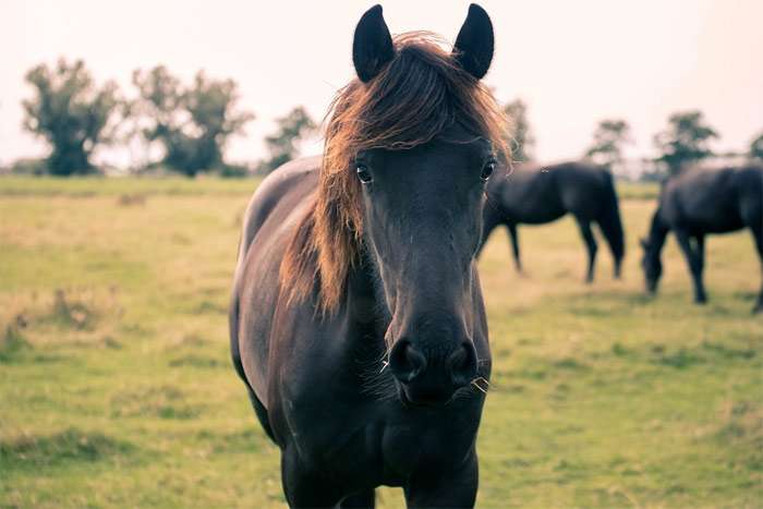Черная вороная лошадь, фото фотография