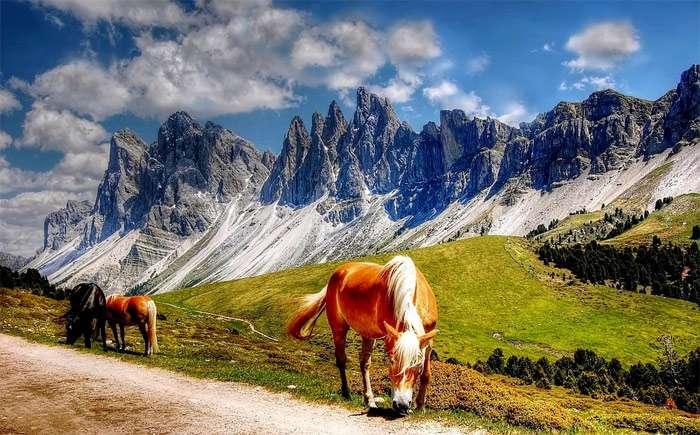 Лошади пасутся в горах, фото фотография