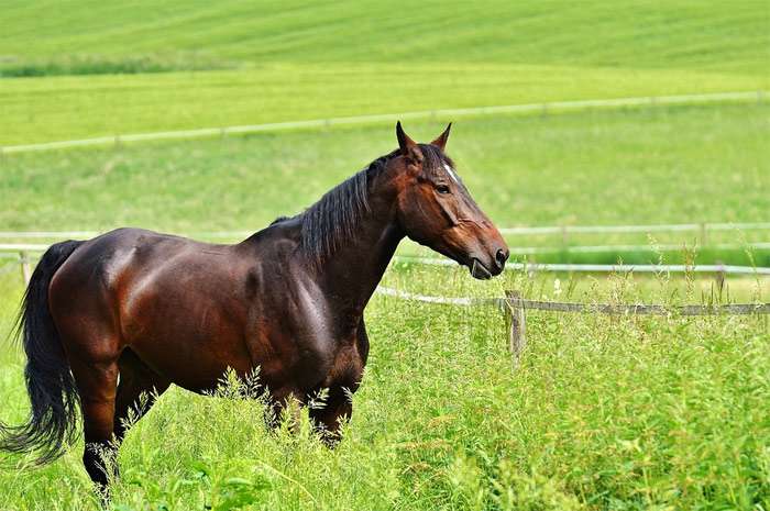 Лошадь пасется на зеленом лугу, фото фотография