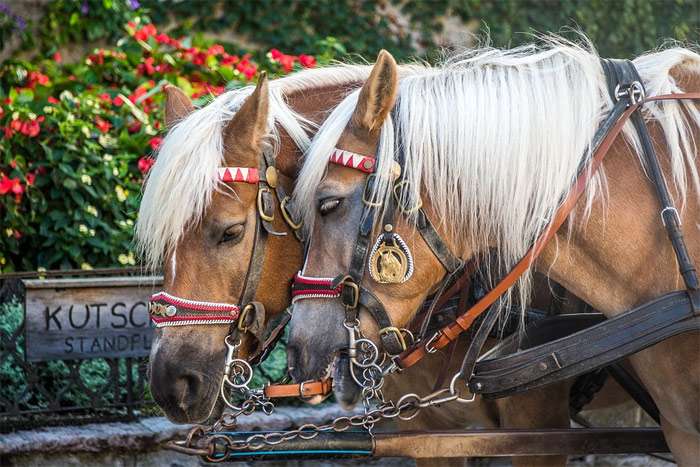 Две запряженные лошади, фото фотография
