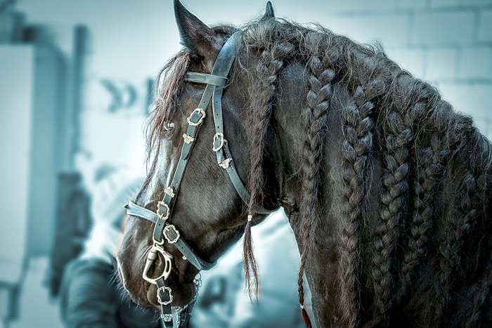 Фризская лошадь фриз, фото фотография