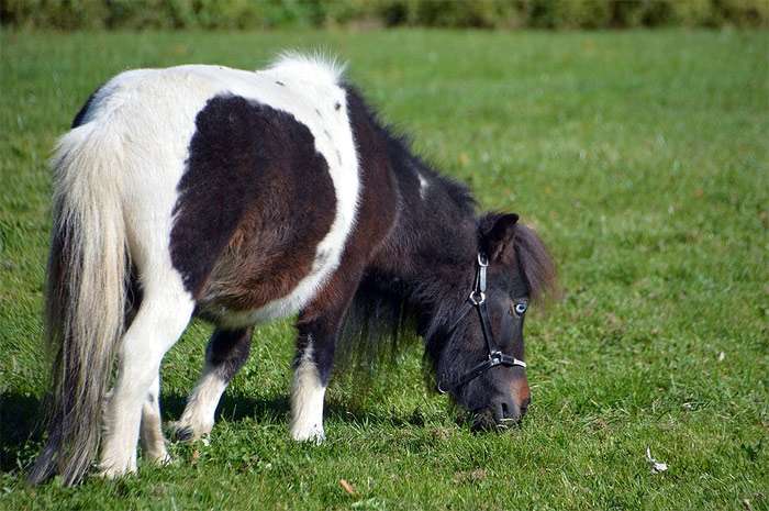 Пасущийся на лугу бело-коричневый пони, фото фотография