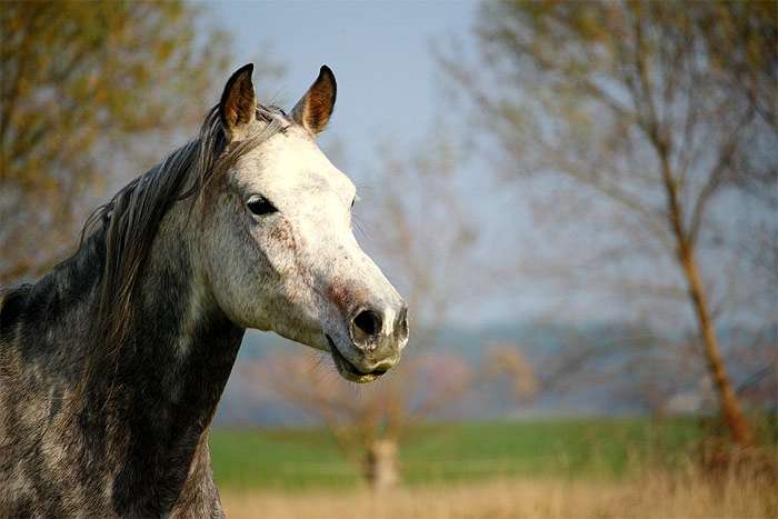 Лошадь, фото фотография