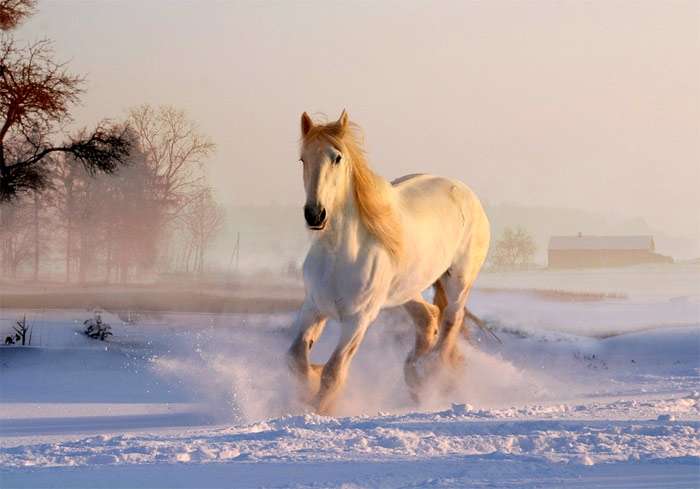 Лошадь бежит по снегу, фото фотография