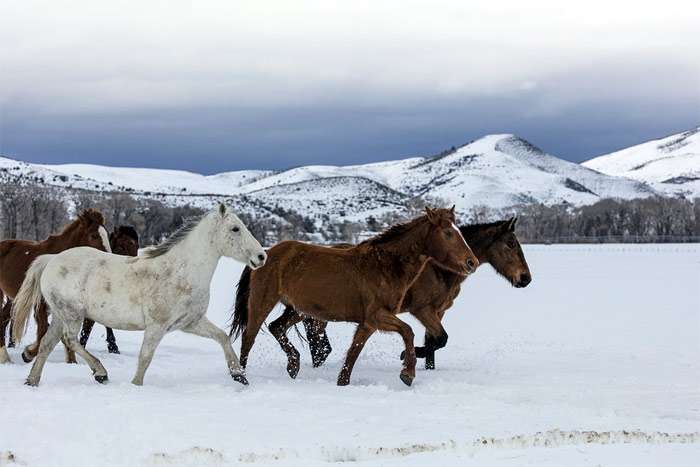 Лошади бродят по снегу, фото фотография