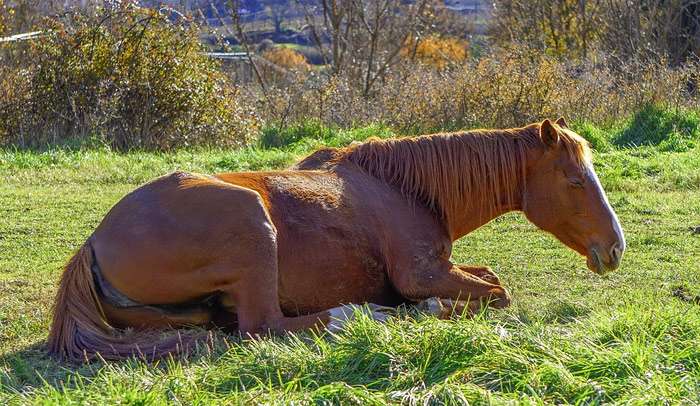 Рыжая лошадь лежит на зеленой траве, фото фотография