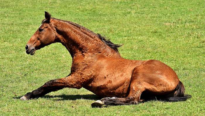 Лежащая на земле лошадь, фото фотография