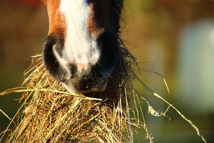Морда лошади, жующей сено, фото фотография