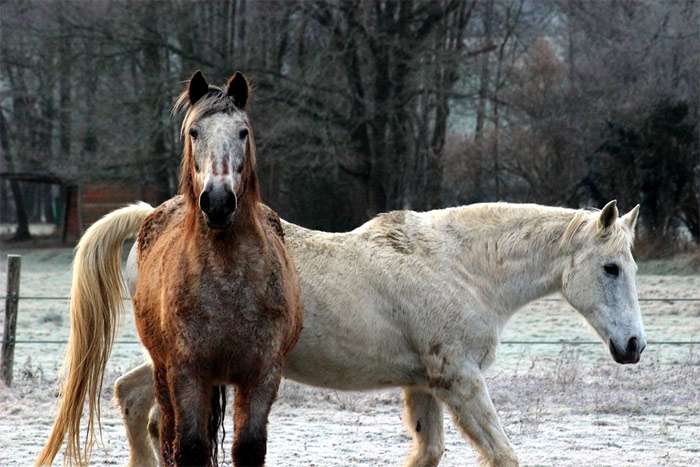 Две лошади гуляют зимой на улице, фото болезни фотография