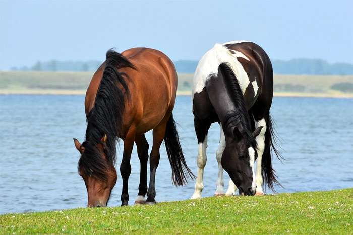Две лошади пасутся на берегу озера, фото фотография
