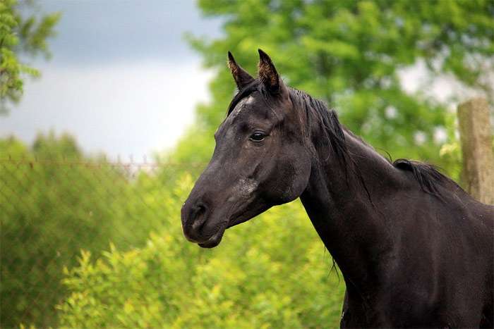 Голова черной лошади на фоне зеленой листвы, фото фотография