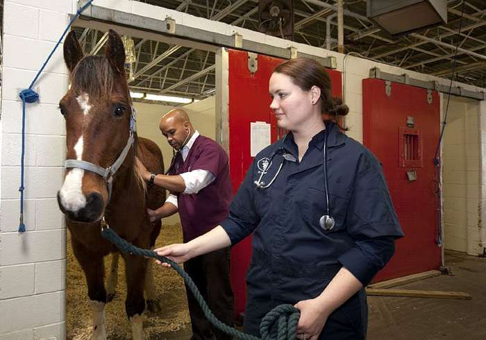 Ветеринарный врач обследует лошадь, фото болезни фотография